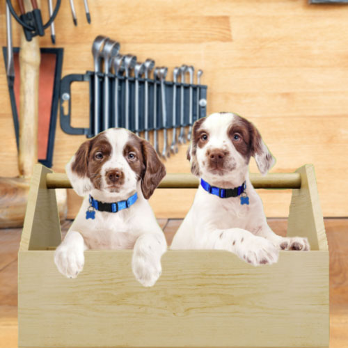 Dogs in a tool box