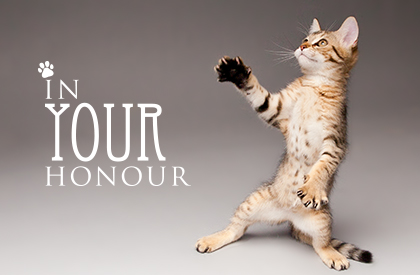 In Honour Cat card