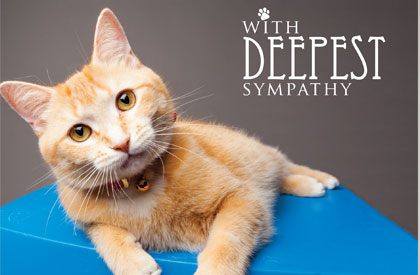 With Deepest Sympathy Cat card