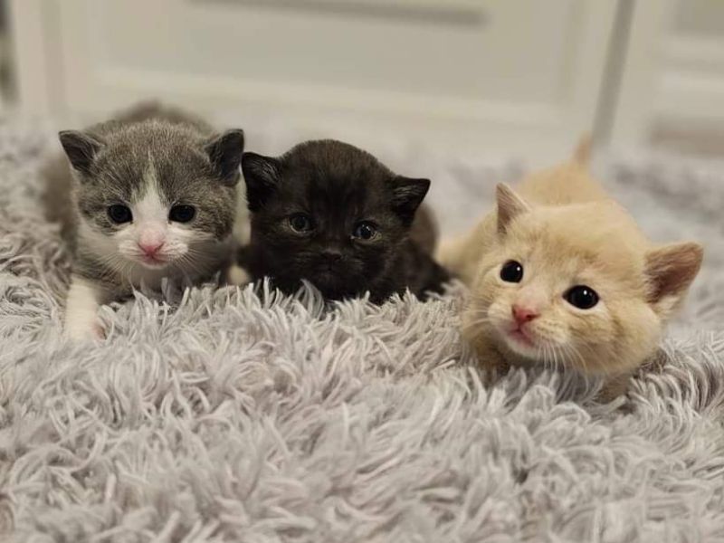 Three kittens lying in a high pile rug