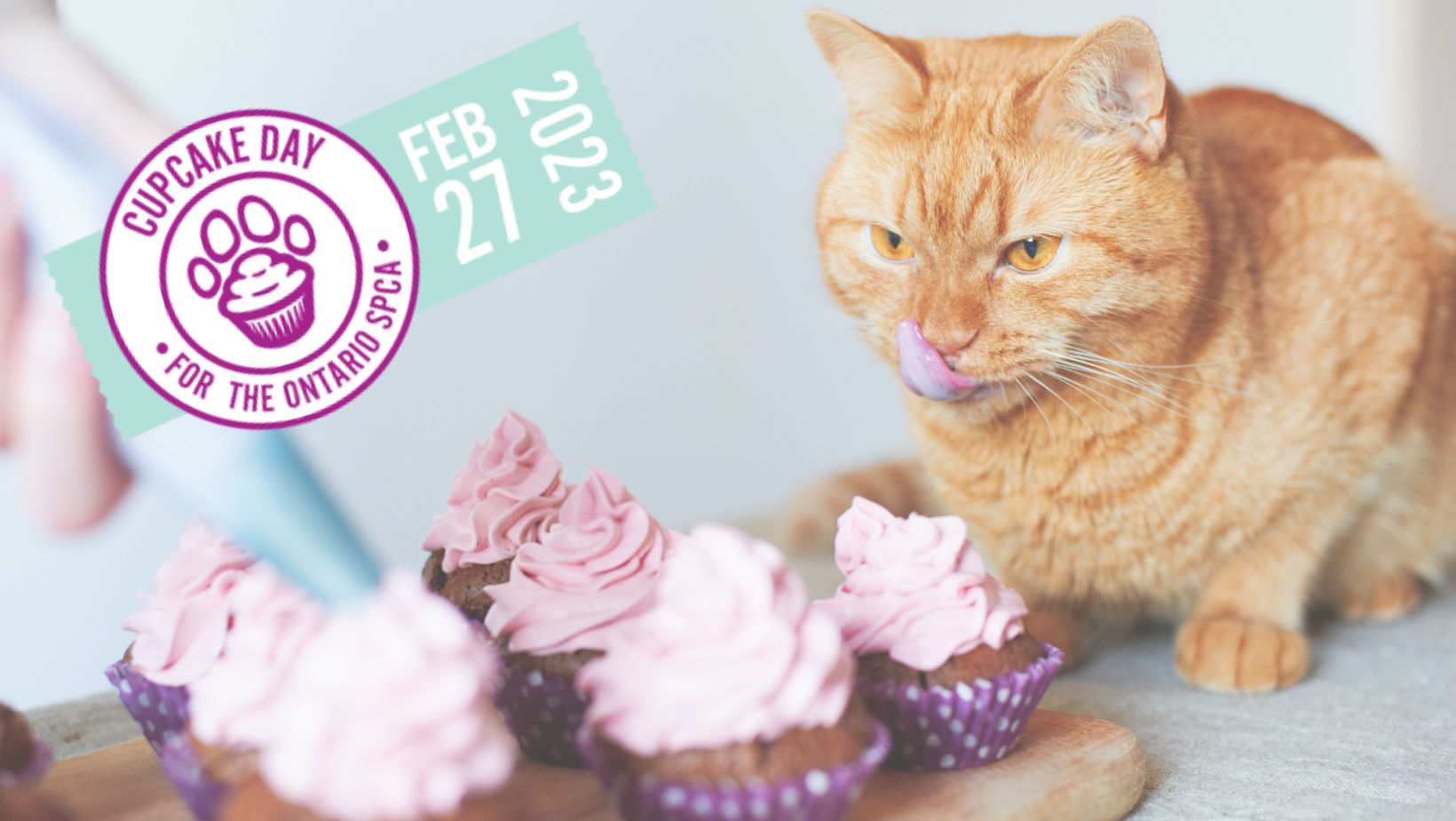 2023 Cupcake Day Cover Photo Cat