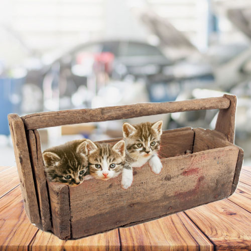 Cats in a tool box