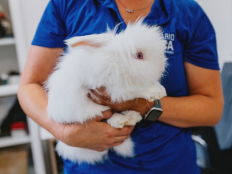 a fluffy white bunny rabbit in someone's arms