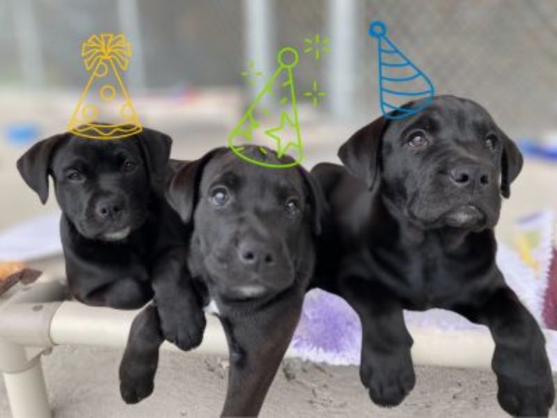 Three black dogs with illustrated party hats