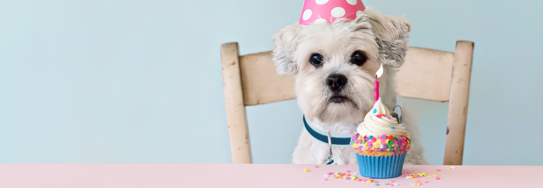Image of white dog sitting in front of a colorful cupake while wearing a pink polka hat party hat
