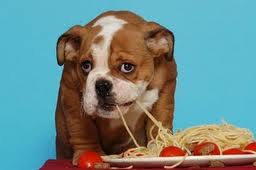 Spaghetti dog