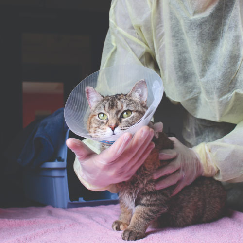Click here for more information about Spay it Forward (Cat)