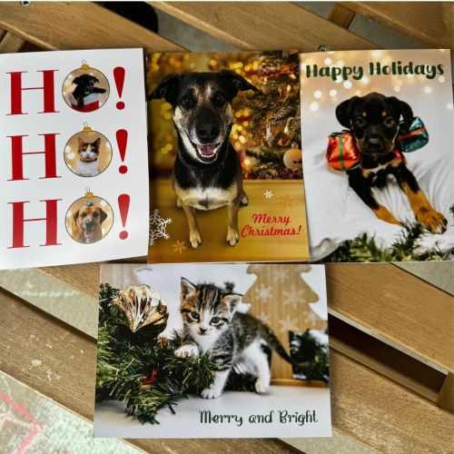 12-pack Holiday Cards (2024)