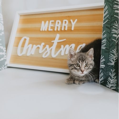 Click here for more information about Holiday Pack for a Cat