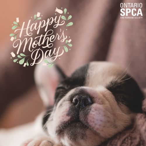 eCard - Mother's Day - Dog