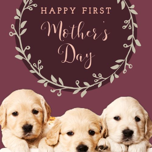 eCard - First Mother's Day
