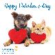 eCard - Happy Valentine's Day (Cat and Dog)