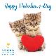 eCard - Happy Valentine's Day (Kitten)